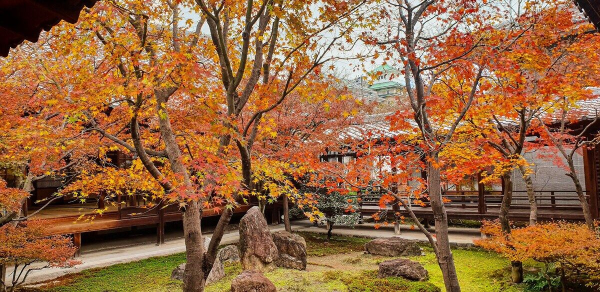 秋の寺院庭園。紅葉が境内を染める