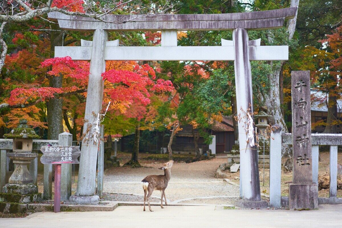 奈良公園の鹿と鳥居。紅葉に囲まれた秋の風景